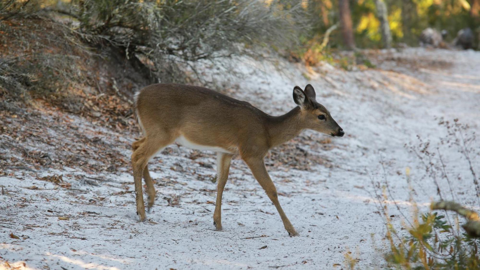 Memory Maker Βίλα Santa Rosa Beach Εξωτερικό φωτογραφία